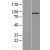 Western Blot: ENPP2 Lysate [NBL1-10275] - Western Blot experiments. 
Left-Control; Right -Over-expression Lysate for ENPP2